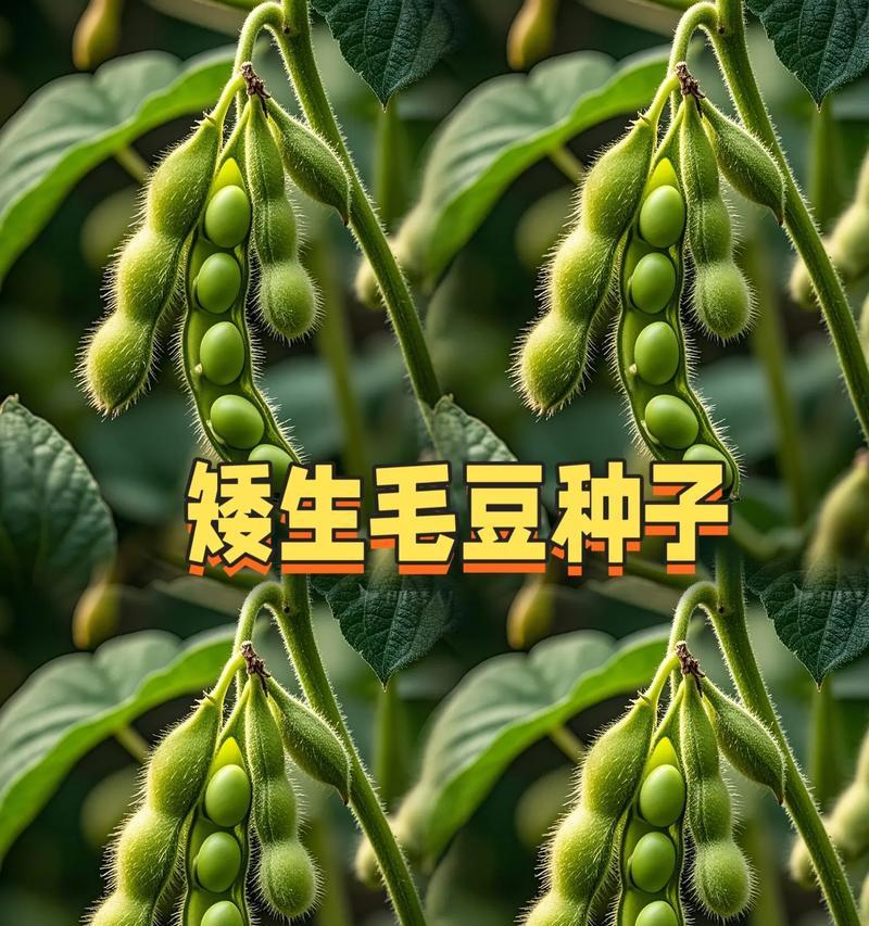 9月份的毛豆什么时候播种？播种毛豆的最佳时间是什么时候？