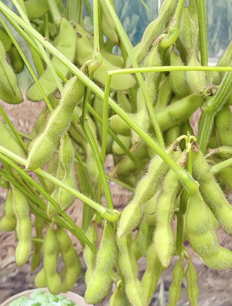 9月份的毛豆什么时候播种？播种毛豆的最佳时间是什么时候？