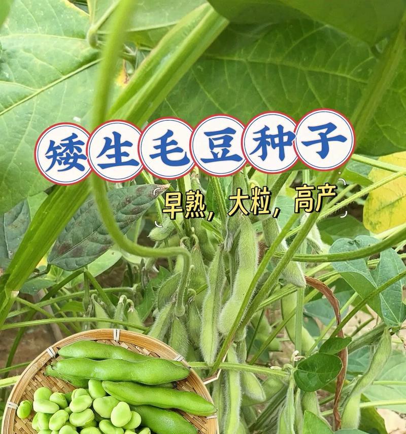 9月份的毛豆什么时候播种？播种毛豆的最佳时间是什么时候？