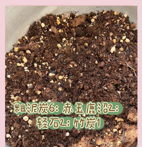 铁线莲平茬后如何正确养护？