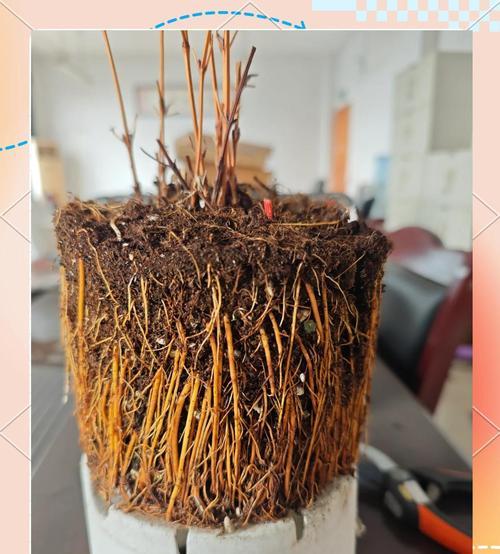 铁线莲平茬后如何正确养护？