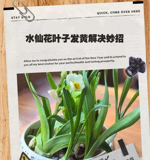 大叶九冠水草叶子发黄的补救措施是什么？