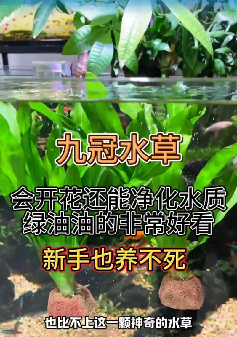 大叶九冠水草叶子发黄的补救措施是什么？