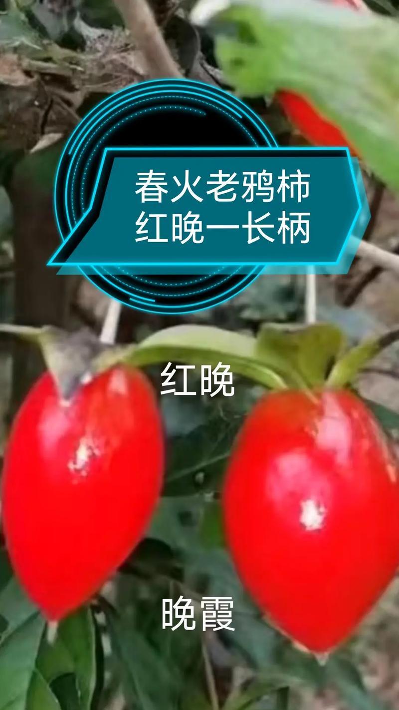 老鸭柿树叶子发黄掉落的抢救措施是什么？