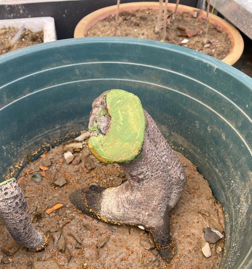 老鸭柿树叶子发黄掉落的抢救措施是什么？