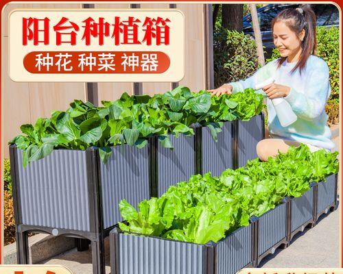 君子兰奢石的定义及其用途是什么？