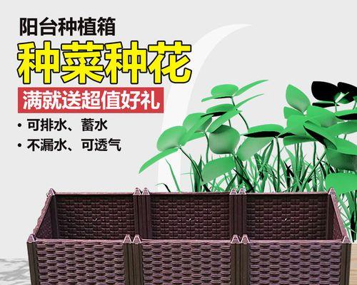 君子兰奢石的定义及其用途是什么？