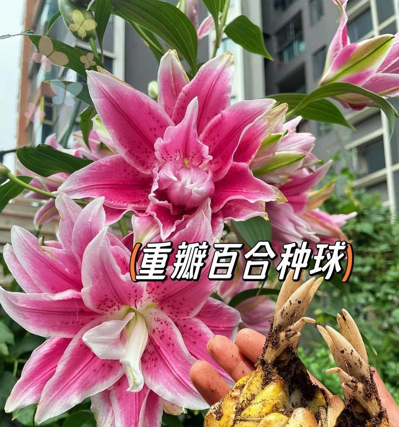 哪些百合品种适合阳台种植？