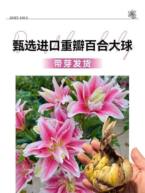哪些百合品种适合阳台种植？