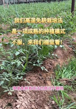 拱棚高垄栽培的关键技术要点是什么？