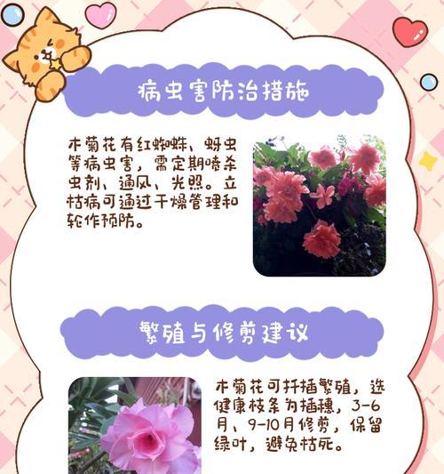 菊花怎么变成木本植物？将菊花培养成木本植物的方法是什么？