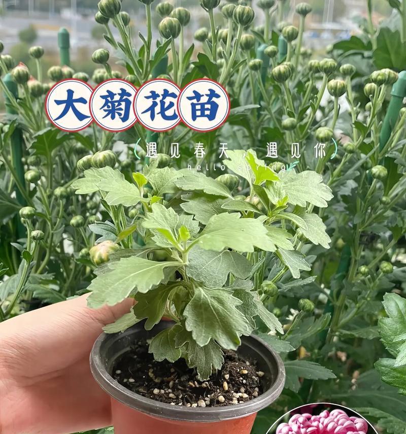 菊花怎么变成木本植物？将菊花培养成木本植物的方法是什么？