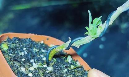 菊花怎么变成木本植物？将菊花培养成木本植物的方法是什么？