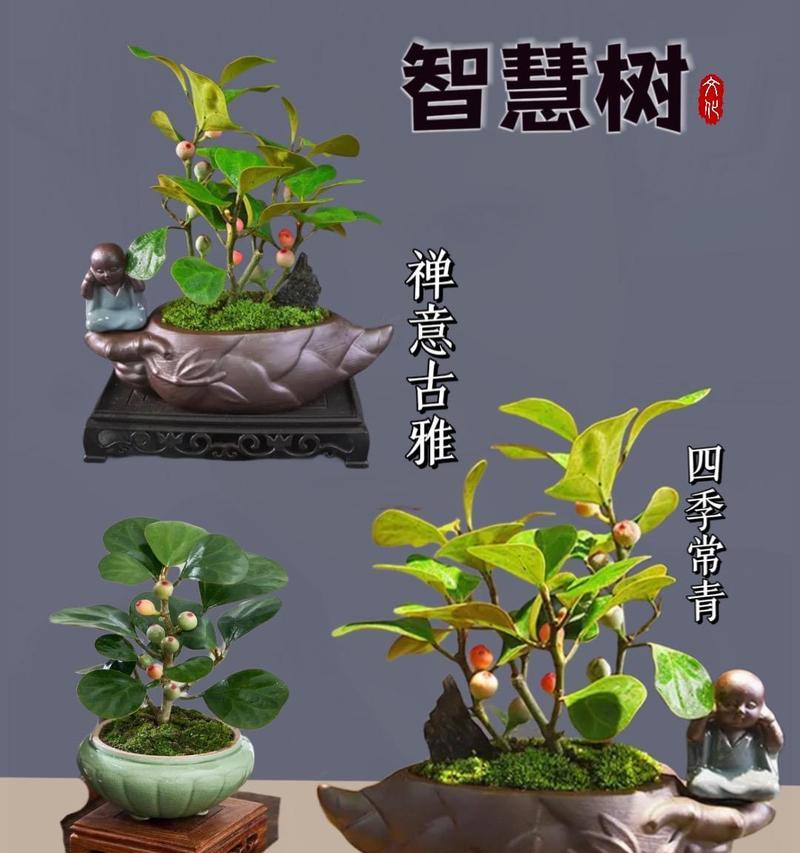 树科盆景种子怎么种植？步骤是什么？