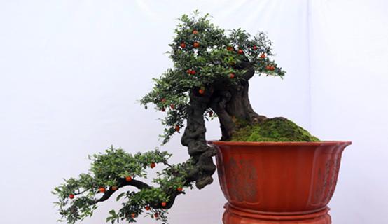 树科盆景种子怎么种植？步骤是什么？