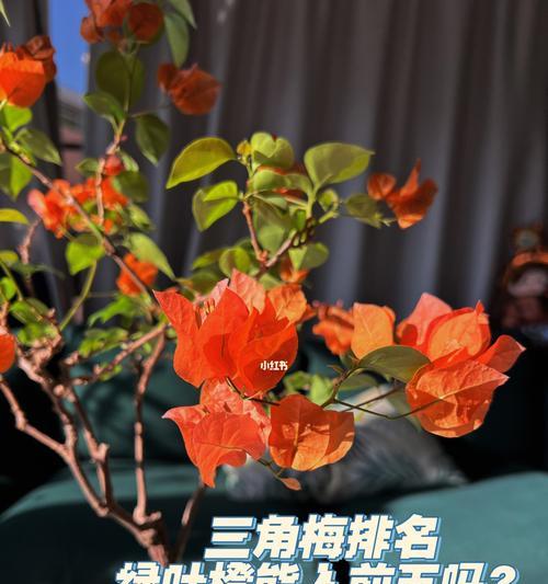 绿叶橙三角梅带花如何养护？
