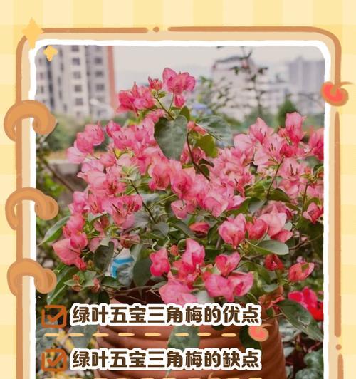 绿叶橙三角梅带花如何养护？