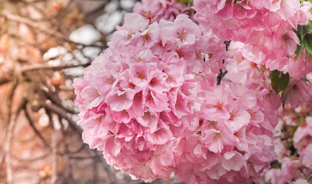 日本观赏植物有哪些品种？特点是什么？
