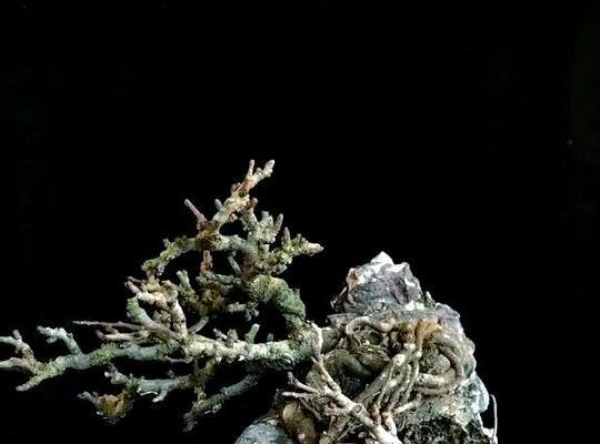 日本观赏植物有哪些品种？特点是什么？