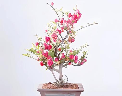 日本观赏植物有哪些品种？特点是什么？