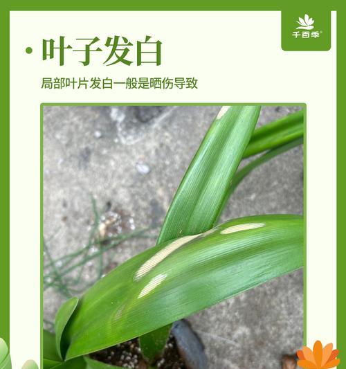 朱顶红适合用哪种羊粪？羊粪对朱顶红生长有何影响？