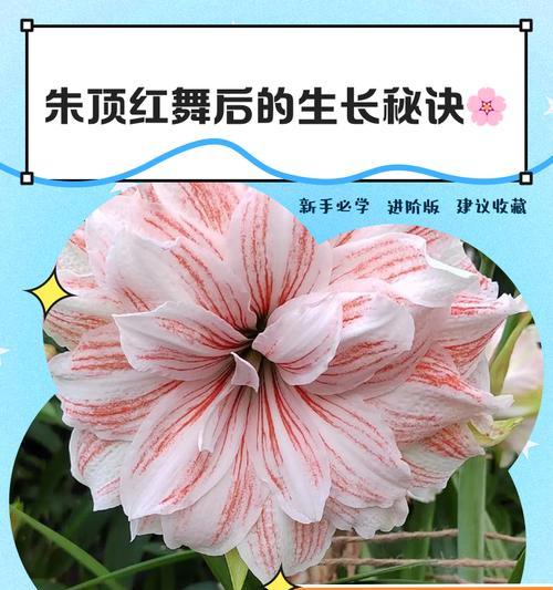 朱顶红适合用哪种羊粪？羊粪对朱顶红生长有何影响？