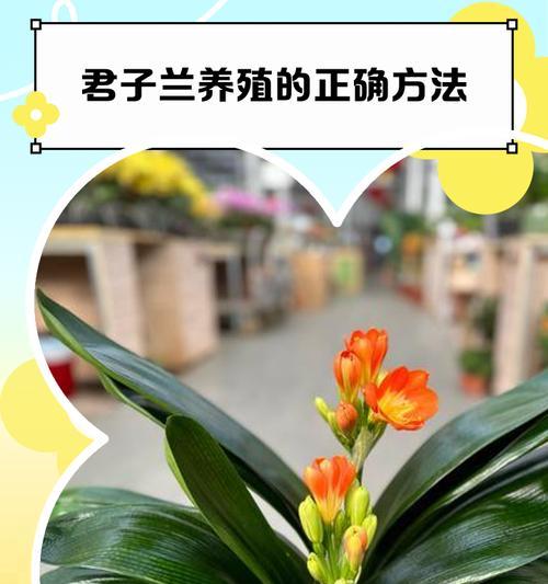 君子兰小苗在大盆中的正确养护方法是什么？