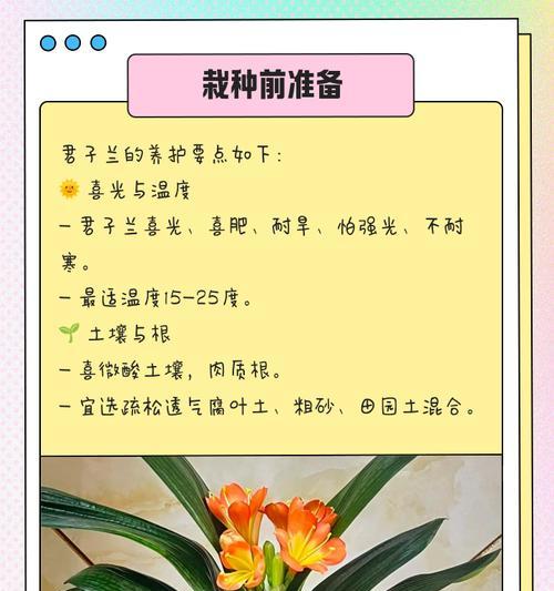 君子兰小苗在大盆中的正确养护方法是什么？