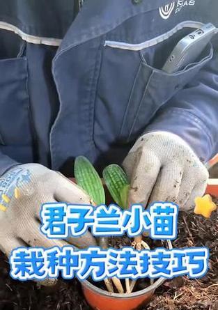 君子兰小苗在大盆中的正确养护方法是什么？