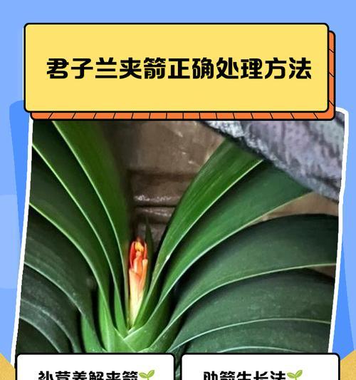 君子兰上面常见的虫害有哪些？如何防治君子兰的虫害？