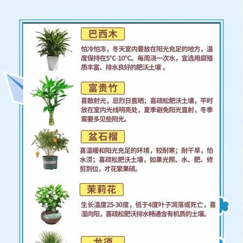 君子兰上面常见的虫害有哪些？如何防治君子兰的虫害？