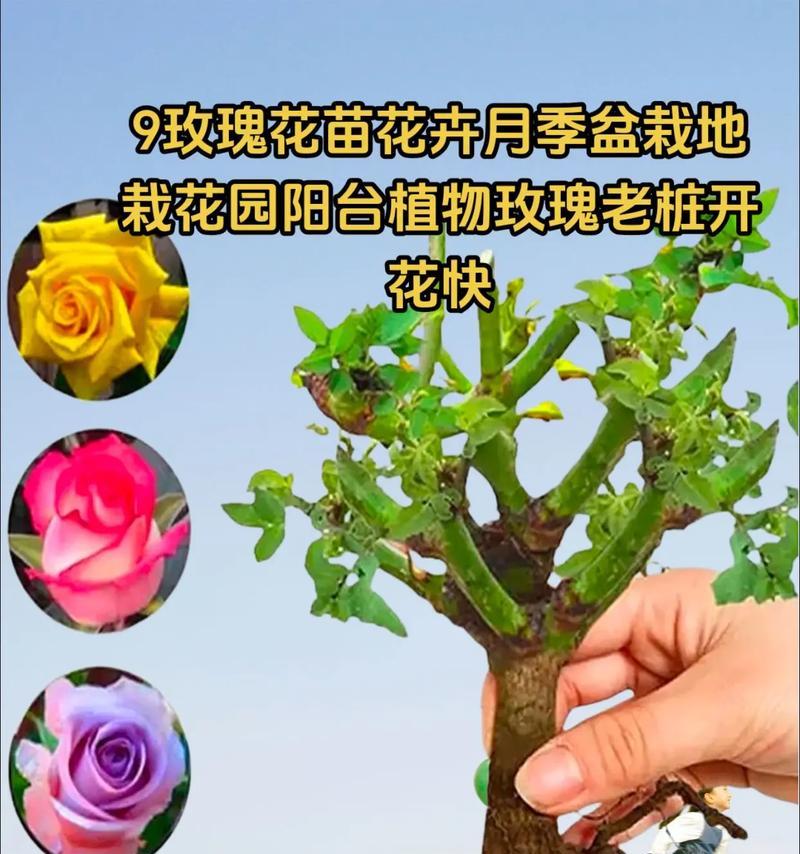 地栽植物月季浇水方法是什么？