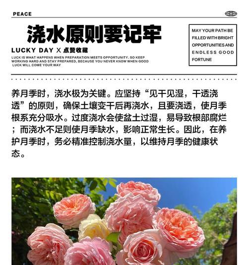 地栽植物月季浇水方法是什么？