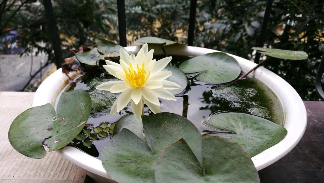 北京南向阳台适合养哪些花？