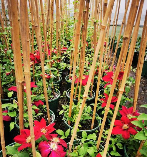 户外爬藤植物铁线莲的种植方法有哪些？