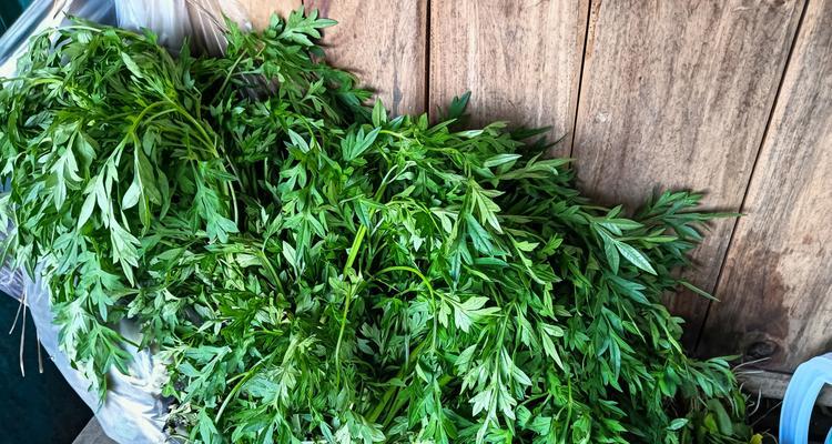 江苏淮安地区荠菜的最佳播种时间是什么时候？