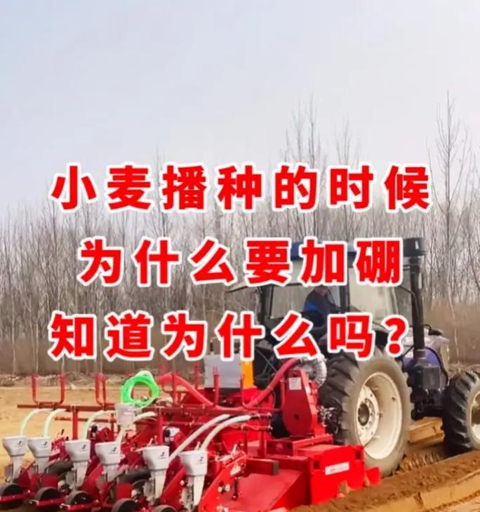 江苏淮安地区荠菜的最佳播种时间是什么时候？