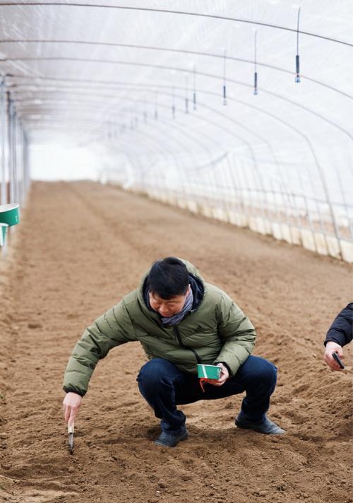 荆菜播种的正确步骤是什么？