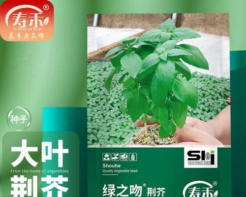 荆菜播种的正确步骤是什么？