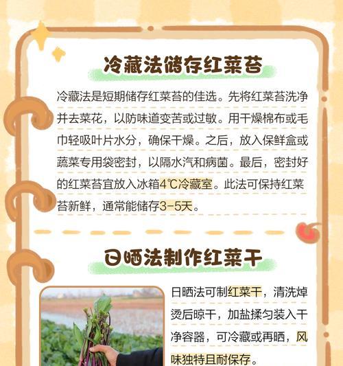 山东红苔菜最佳播种时间是什么时候？