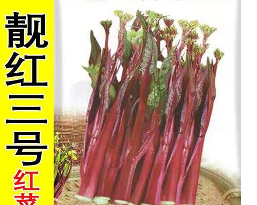 山东红苔菜最佳播种时间是什么时候？