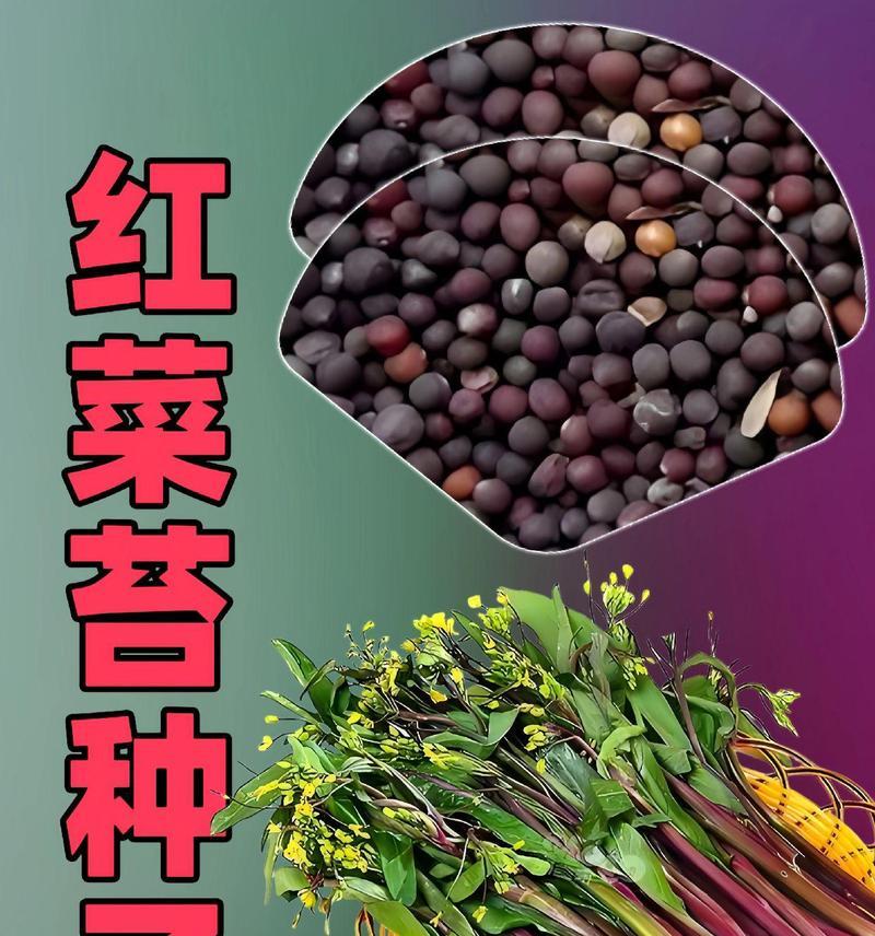 山东红苔菜最佳播种时间是什么时候？