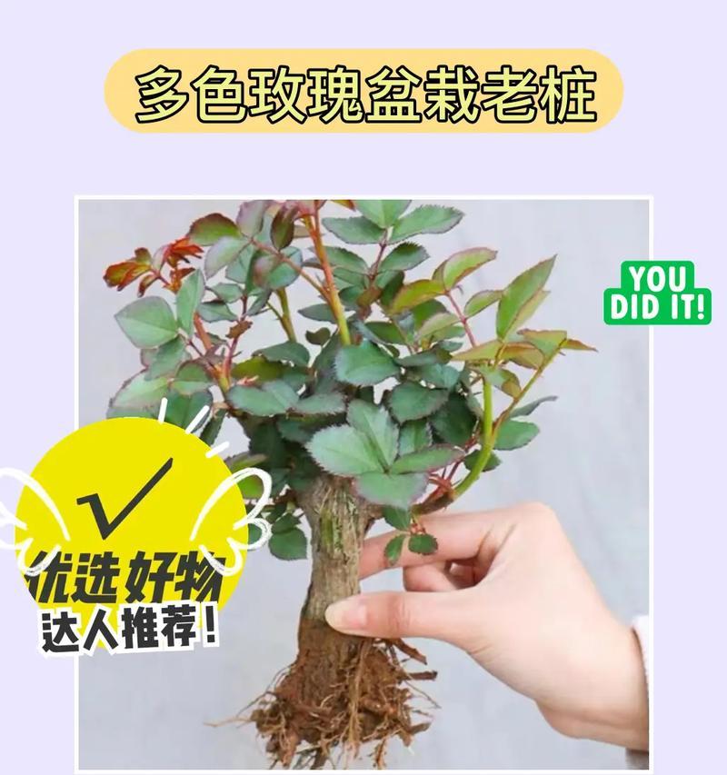 阳台玫瑰花的种类和养护要点是什么？