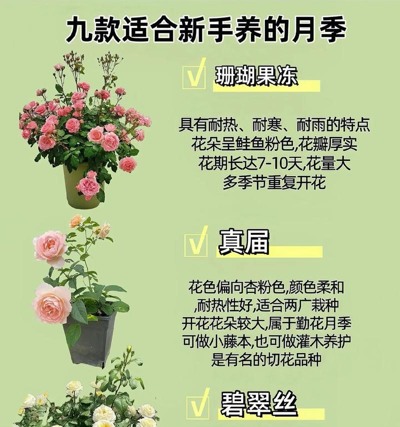 阳台玫瑰花的种类和养护要点是什么？
