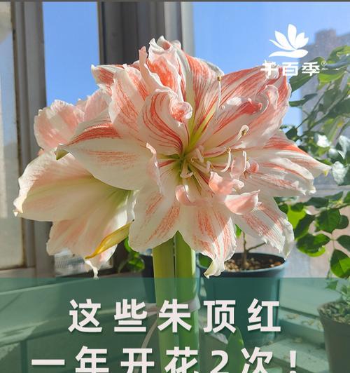哪种朱顶红品种不易缩球？朱顶红品种选择和栽培技巧是什么？