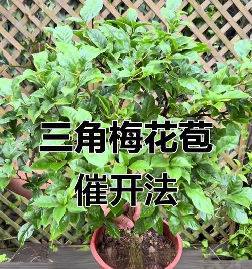 三角梅花苞培育方法是什么？