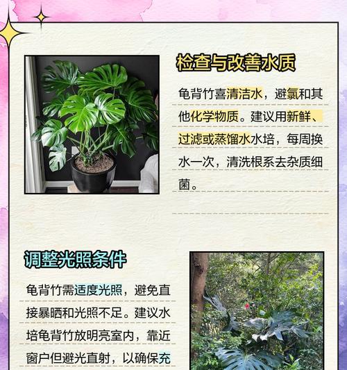 归背竹叶子发黄的原因及解决办法？