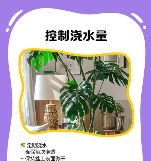归背竹叶子发黄的原因及解决办法？