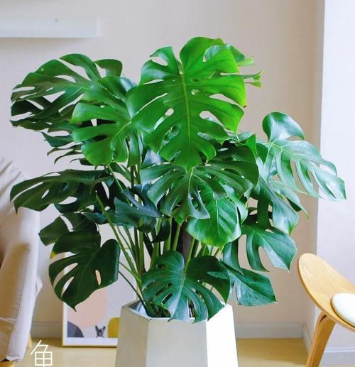 哪些花卉适合在阳台种植以旺财运？