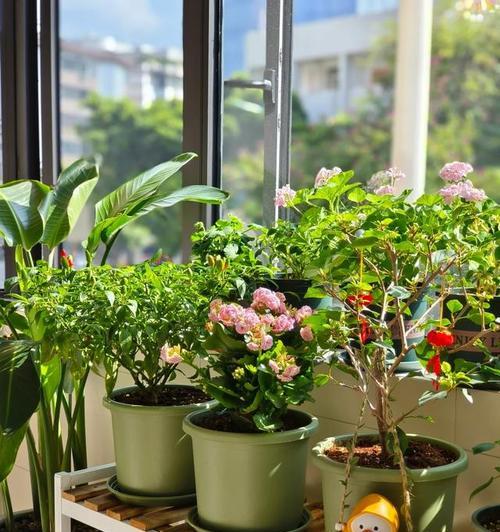 哪些花卉适合在阳台种植以旺财运？